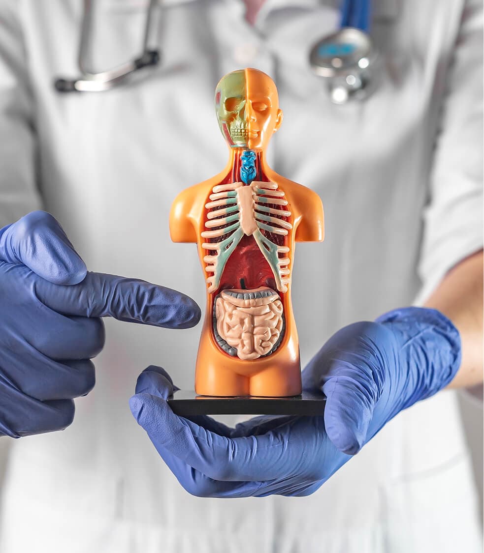 Gut Health Protocols